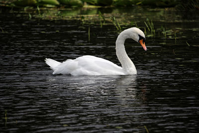 Swan swimming in lake