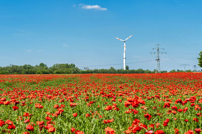 Poppy field with wind wheel and pylon in the background, germany