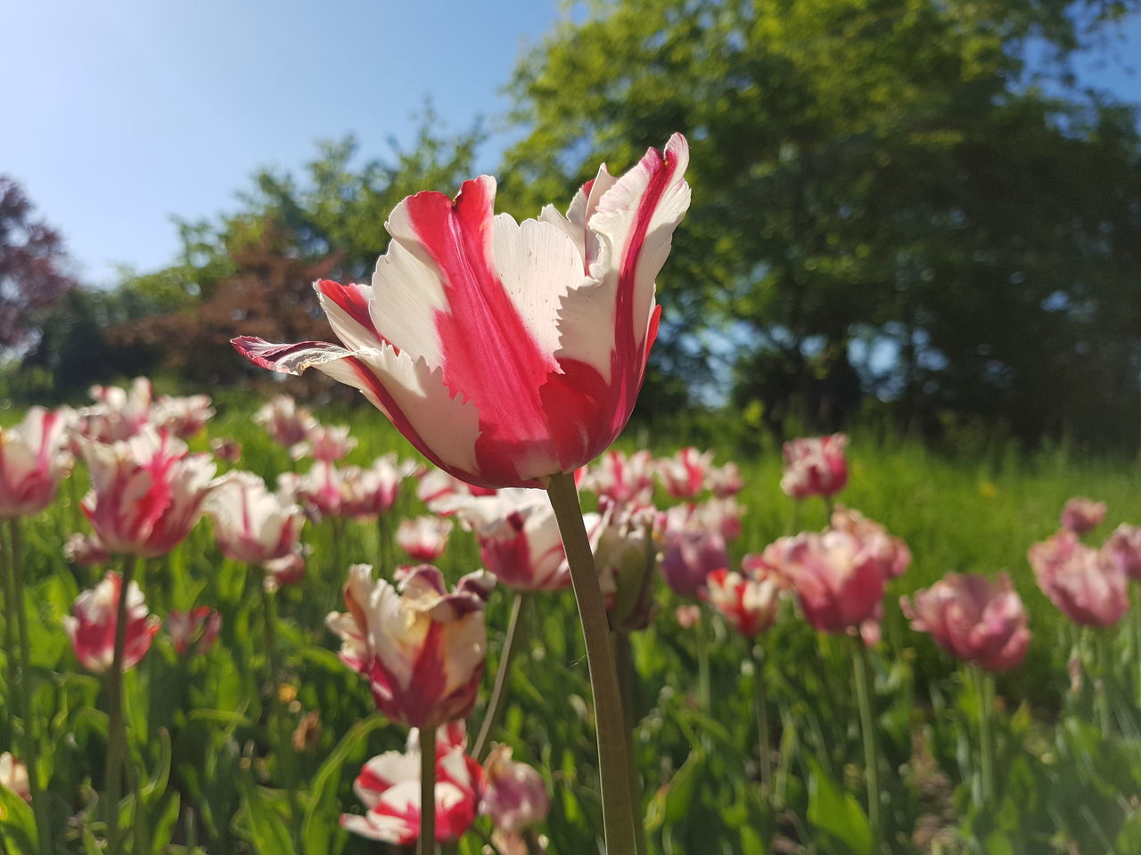 plant, flowering plant, flower, vulnerability, fragility, beauty in nature, growth, petal, pink color, freshness, close-up, flower head, inflorescence, nature, day, focus on foreground, no people, botany, selective focus, plant stem, springtime, outdoors