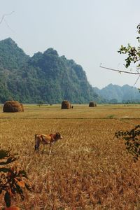 View of sheep on field against sky