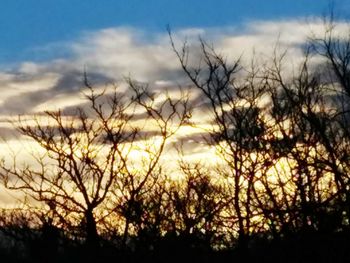 Silhouette of bare trees at sunset