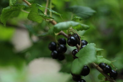 Close-up of grapes