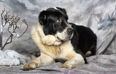 Dog lying down on bed