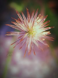 Close-up of flower