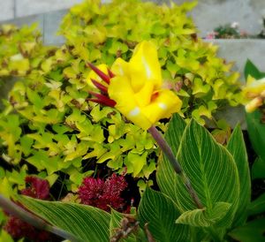 Close-up of yellow flowers