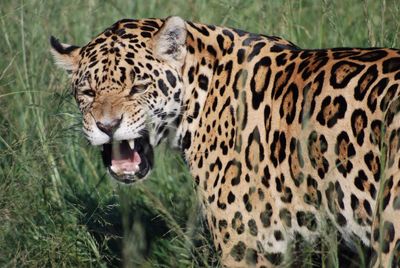 Portrait of jaguar