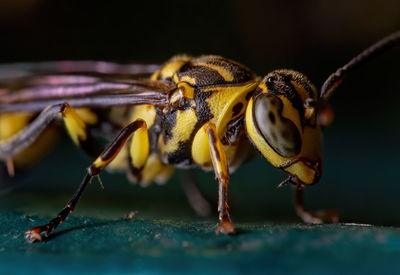 Macro shot of bee