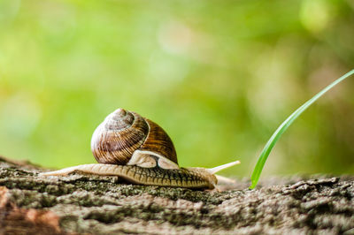 Close-up of snail on tree