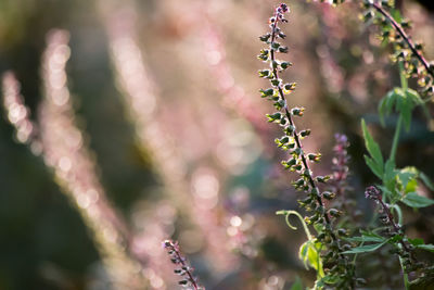 Close-up of lavender growing outdoors