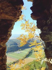 View of trees on mountain