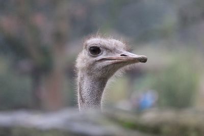 Close-up of a bird