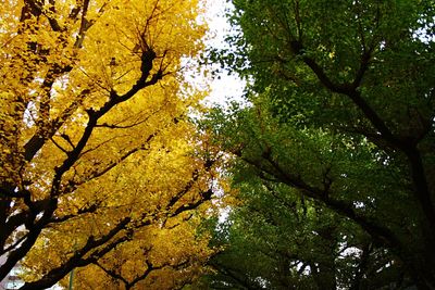 Low angle view of trees in forest