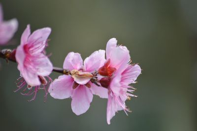 Close-up of pink flowers