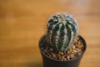 Close-up of cactus flower pot