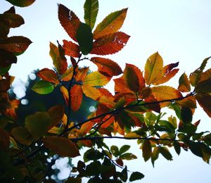 Low angle view of tree against sky during autumn