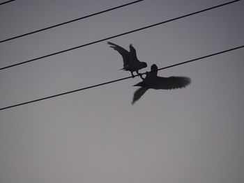 Low angle view of bird perching on cable