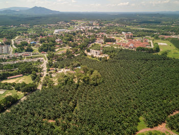 High angle view of trees and buildings