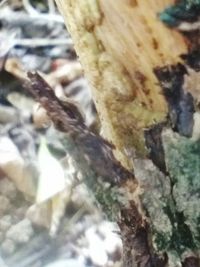 Full frame shot of tree trunk