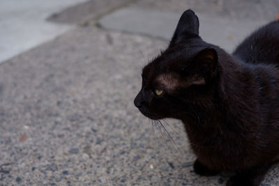 High angle view of black cat