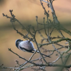 Close-up of bird perching on branch