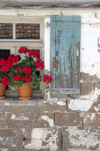 Potted plants on window of building
