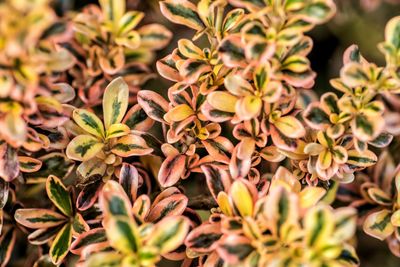 Close-up of plant