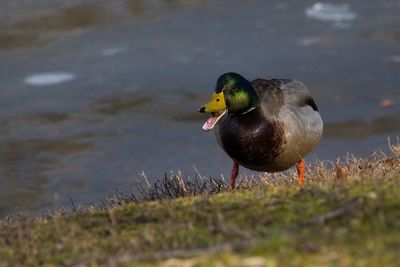 Close-up of a bird perching on a lake