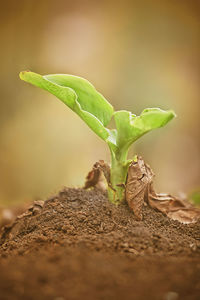 Close-up of plant growing on field