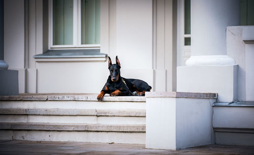 Dog sitting on a staircase of building