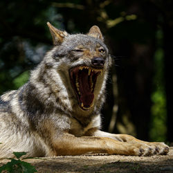 Close-up of a wolf yawning