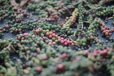 Full frame shot of berries