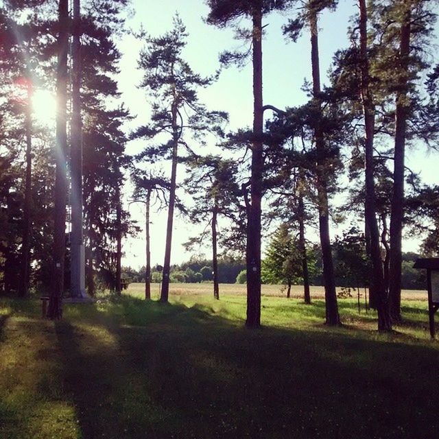 tree, tree trunk, tranquility, sunlight, tranquil scene, grass, sun, sky, nature, growth, beauty in nature, scenics, landscape, sunbeam, palm tree, shadow, field, park - man made space, day, outdoors