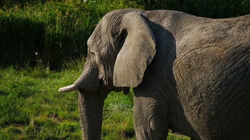 Elephant on field