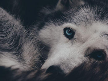 Close-up portrait of dog