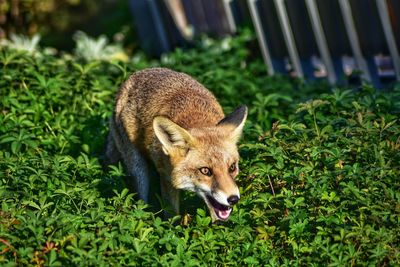 Portrait of lion standing on field