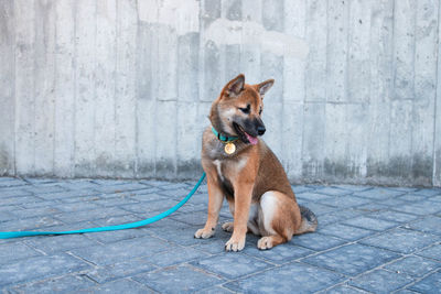 Dog sitting on footpath