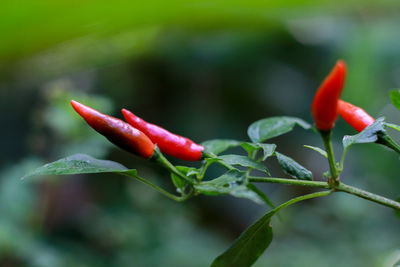 Close-up of red chili peppers on plant