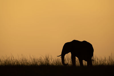 Silhouette of elephant on field during sunset