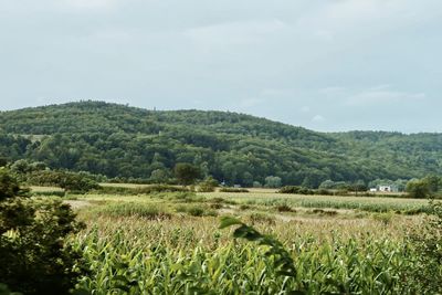 Cornfield in the country