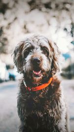 Close-up portrait of dog