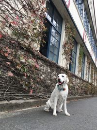 Dog looking away in city