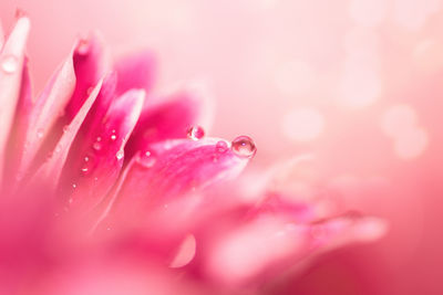 Close-up of wet pink flower