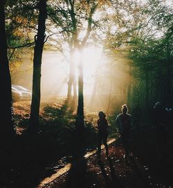 Sun shining through trees