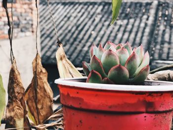 Close-up of succulent plant in pot