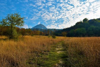 Scenic view of field against sky