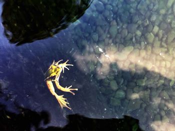 Close up of fish underwater