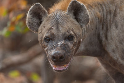 Close-up portrait of lion