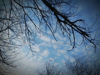bare tree