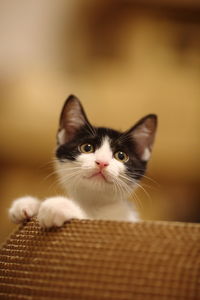 Portrait of kitten in basket