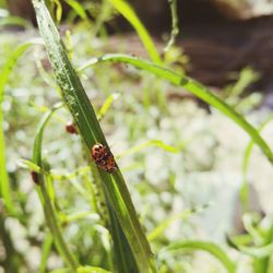 Close-up of insect on plant